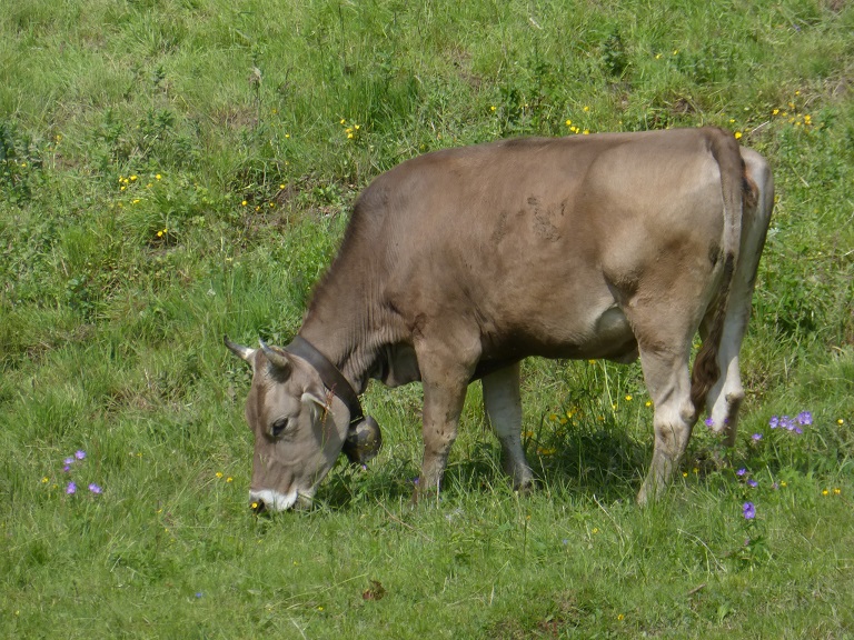 La vache &quot;Milka&quot;. On voit bien qu'elle broute les p'tites fleurs violettes