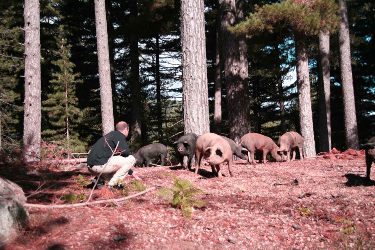 cochon.jpg
